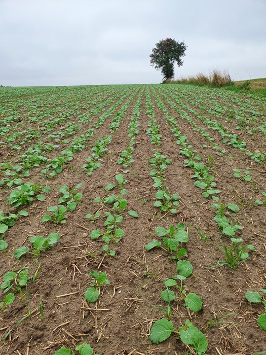 Suszenie kukurydzy, usługi rolnicze, siew zbóż,