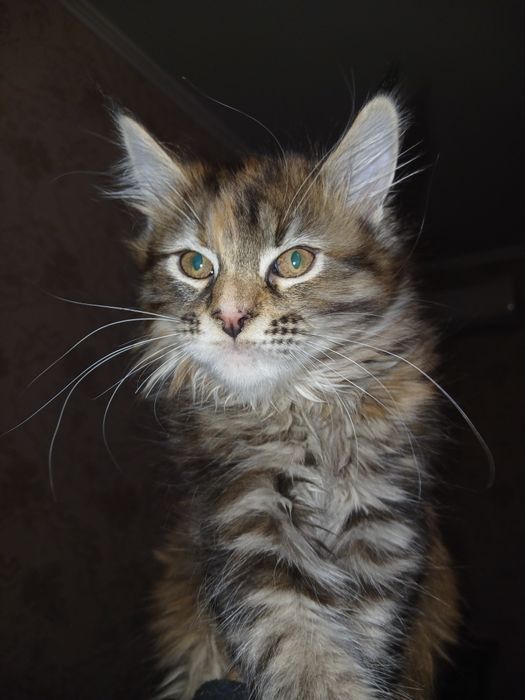 Кішечка  Мейн-кун