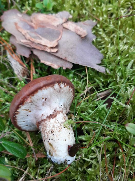 Grzyby świeżo zbierane na zamówienie