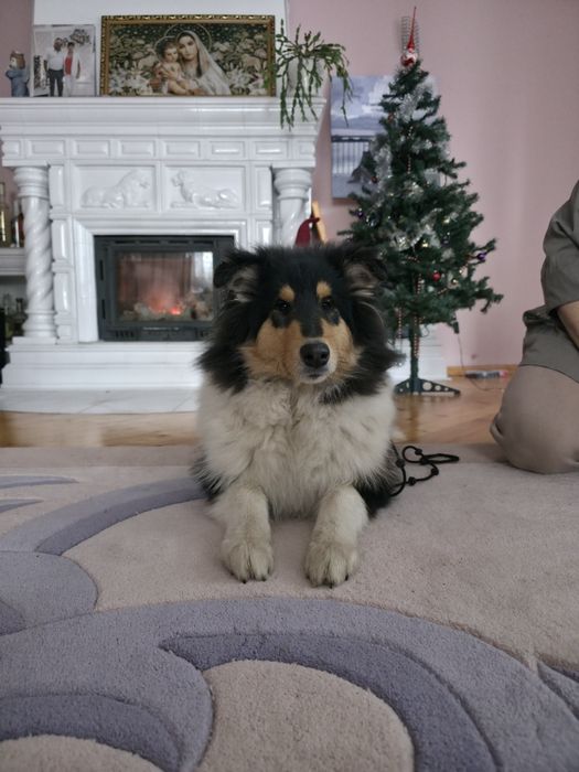 Продається цуценя коллі довгошерстного