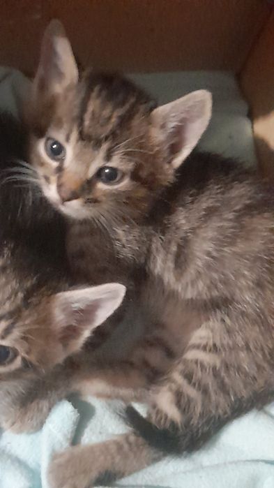 Котики хлопчики Вінниця