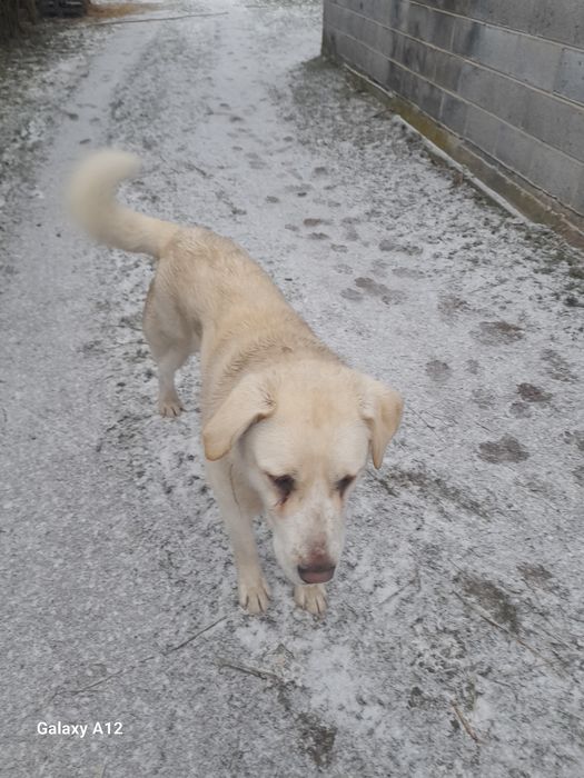 Za darmo Owczarka środkowoazjatyckiego