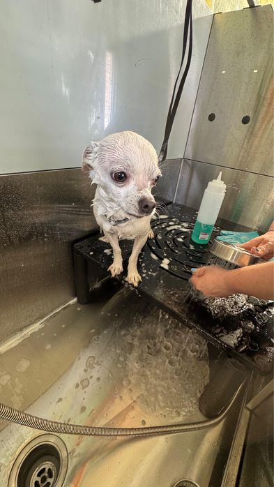Banhos e serviços caninos