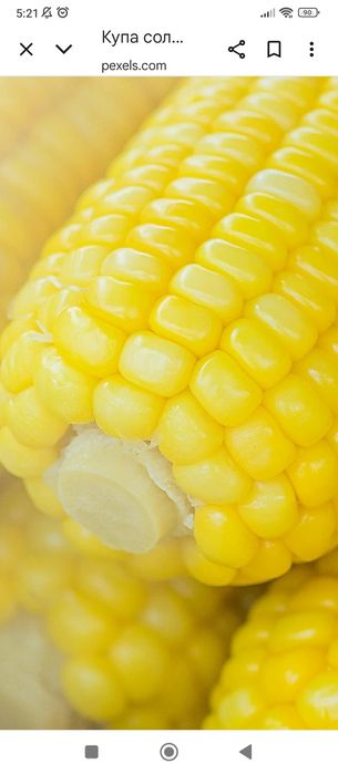 Продам кукурудзу після сушки