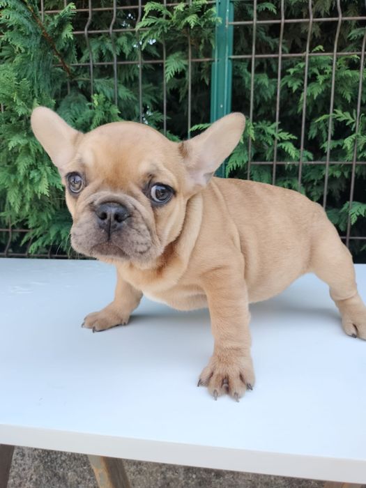 Bulldog frances top femea  exitica