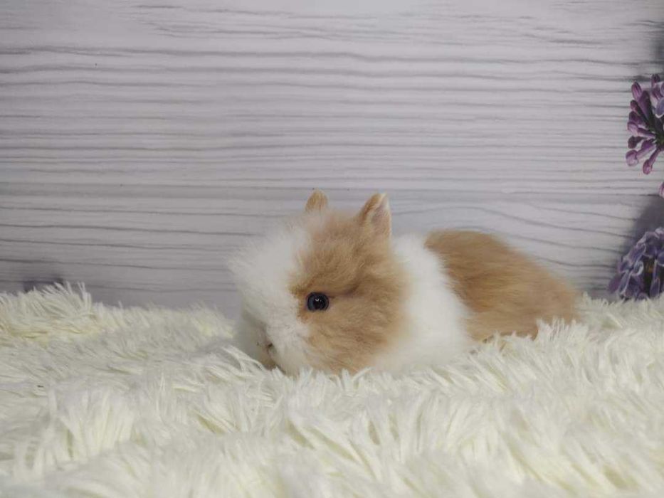 Króliczki Karzełki Teddy. Piękne, zdrowe maluszki do rezerwacji.