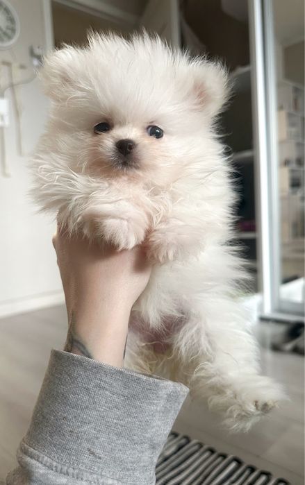 Цуценятка померанці крем