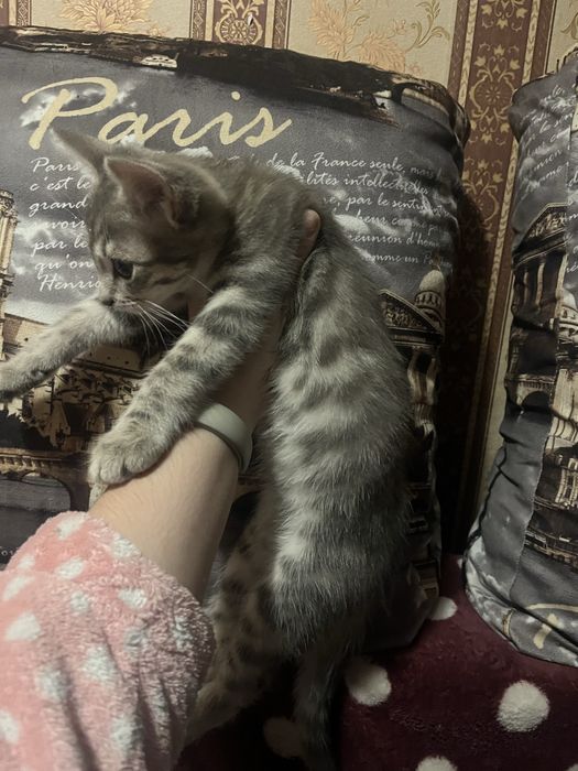 Віддам котика в добрі руки