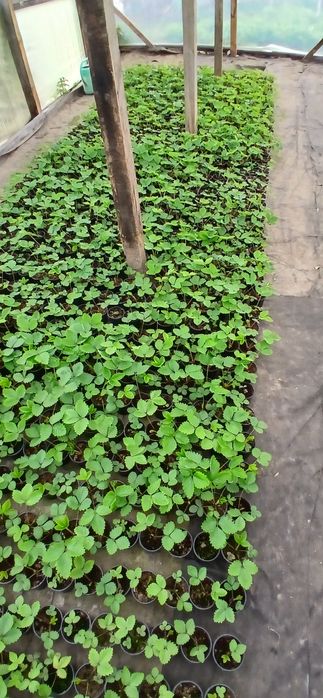 Кущова суниця,ремонтантна