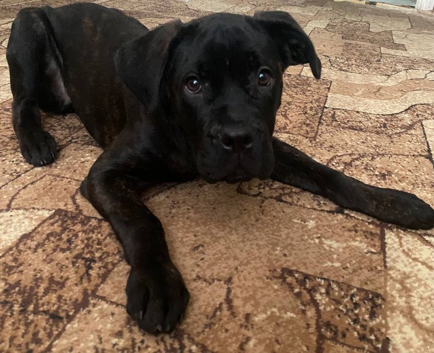 Продам Кане-корсо