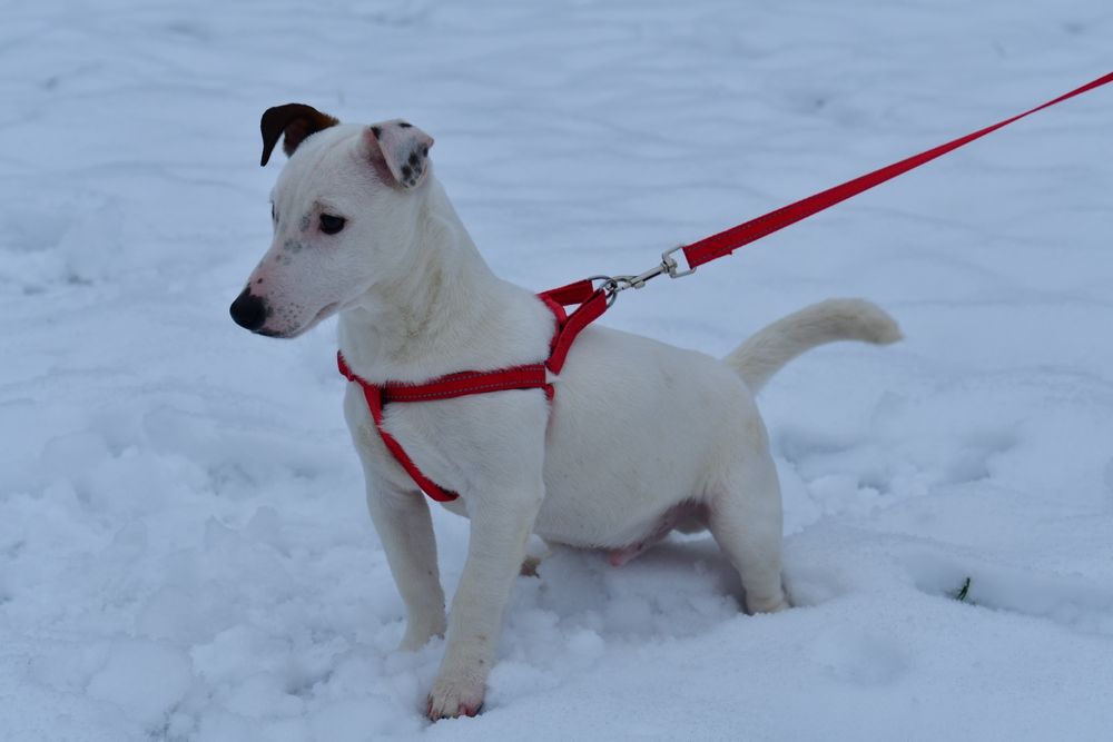 Śliczny piesek Jack Russell Terrier!