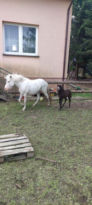 Kucyki na sprzedaż spokojne