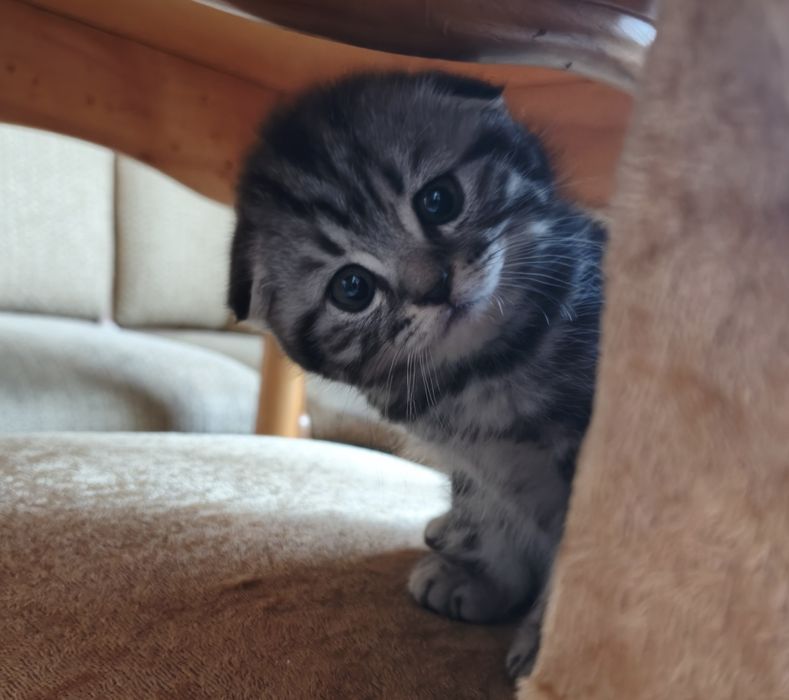 Шотландский мальчик