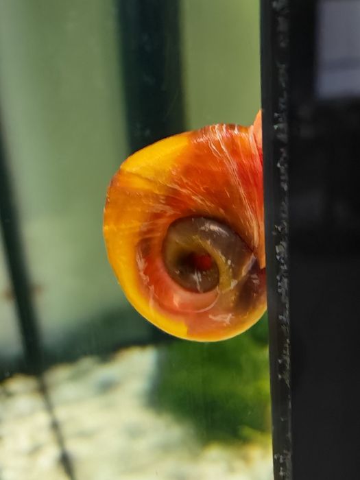caracóis ramshorn – Excelentes Limpadores!