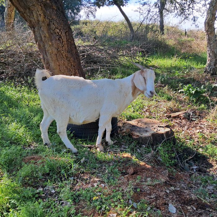 Vendo cabra cruzada