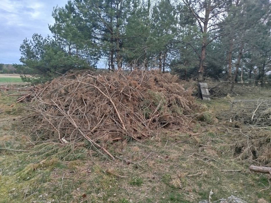 Gałęzie na zrębki