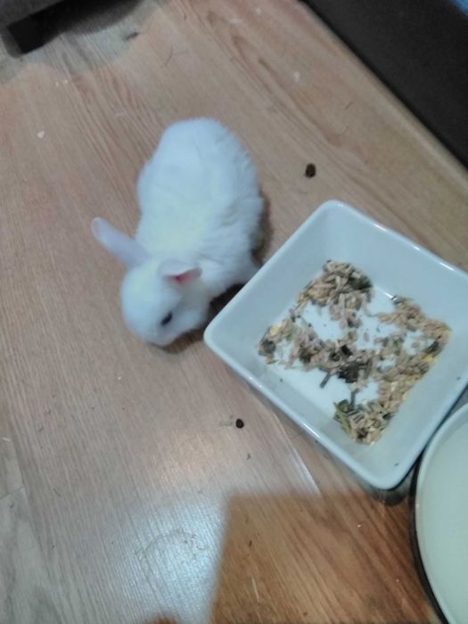 Coelhos anões fofinhos