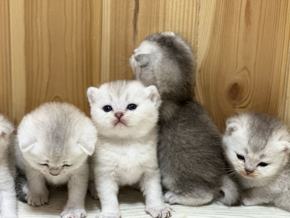 Шотландські  кошенята