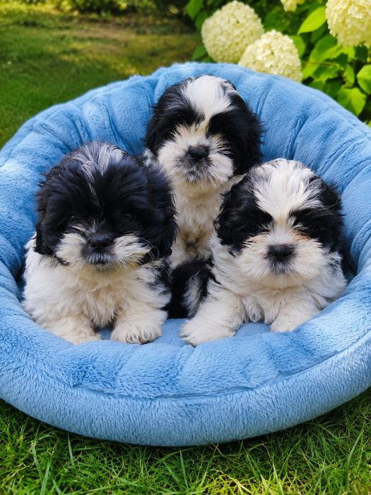 Shih tzu zapraszam do rezerwacji