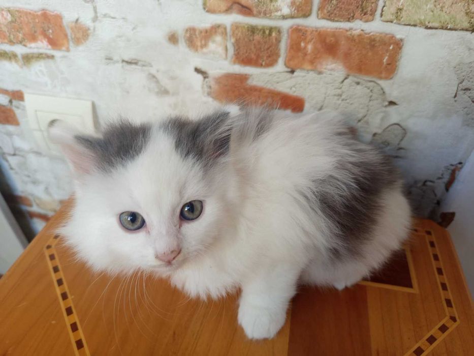 Котики сибірської породи.