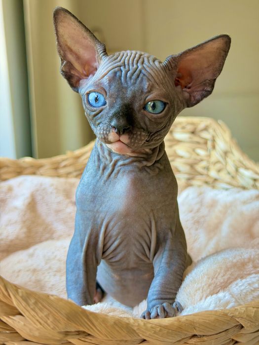 Kot sphynx kanadyjski