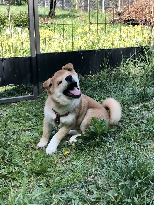 Shiba Inu,  zapowiedź miotu, Rajsobie(FCI), rodowód ZKwP/FCI