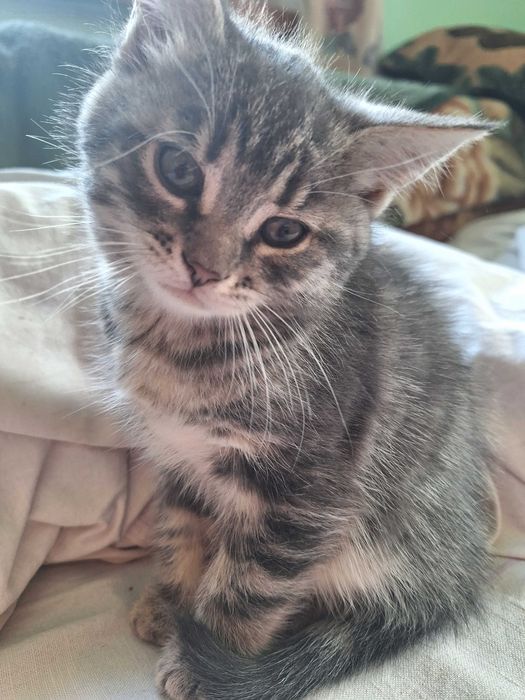 Продається 1.5 місяця дівчинка  сама їстьна лоток ходить