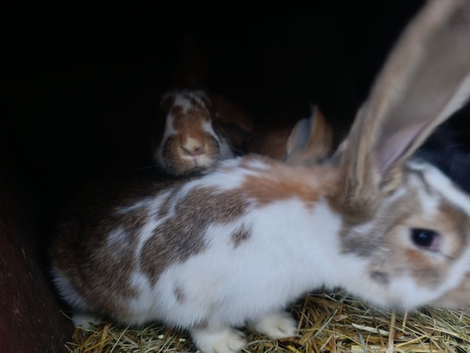 Sprzedam młode króliki