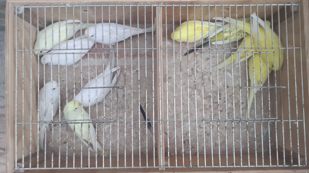 Vendo lote de 11 periquitos