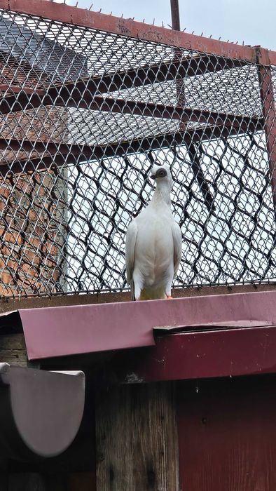 Sprzedam gołębie Szek Polski. Piotrków Trybunalski