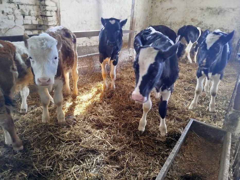 Sprzedam 9 byczków odsatków NCB SM