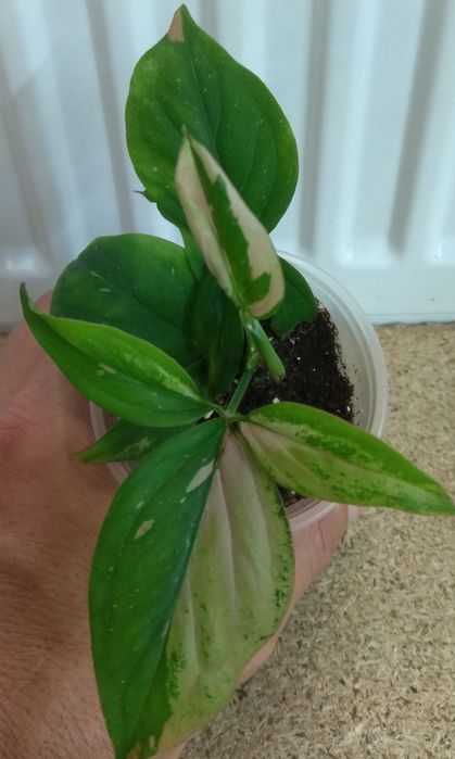 Продам Сингониум 17 сортів