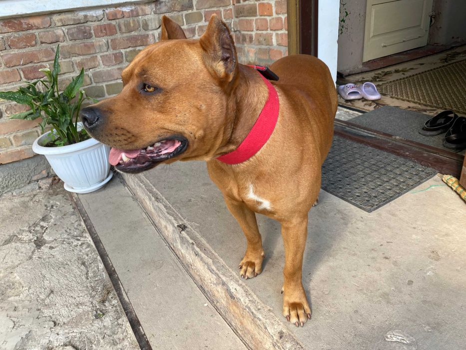 В'язка Американського стафтер'єра