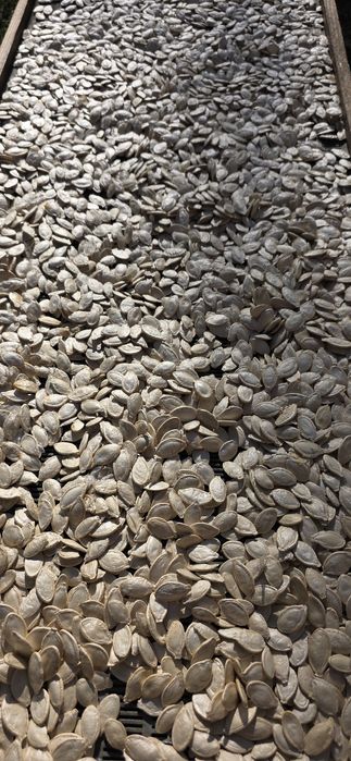 Гарбузове насіння продаємо