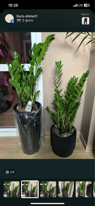 Заміокулькас висота   1  м  На подарок