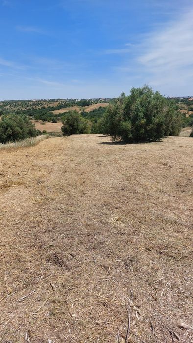 Limpeza de terrenos com destroçador pedestre- rápido e eficaz