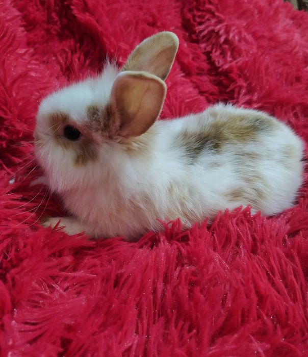 Sprzedam królika miniaturke samczyk
