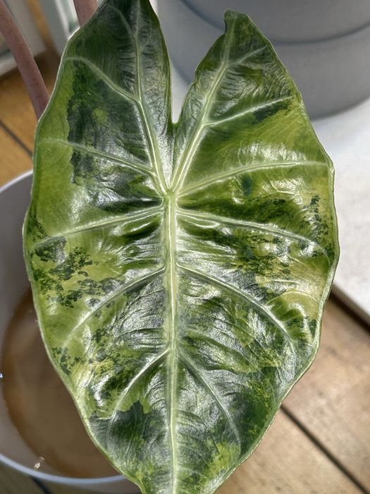 Alokazja Nairobi Night Variegata bulwa