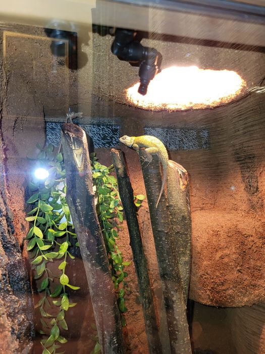 Terrarium z jaszczurką bezobsługowe
