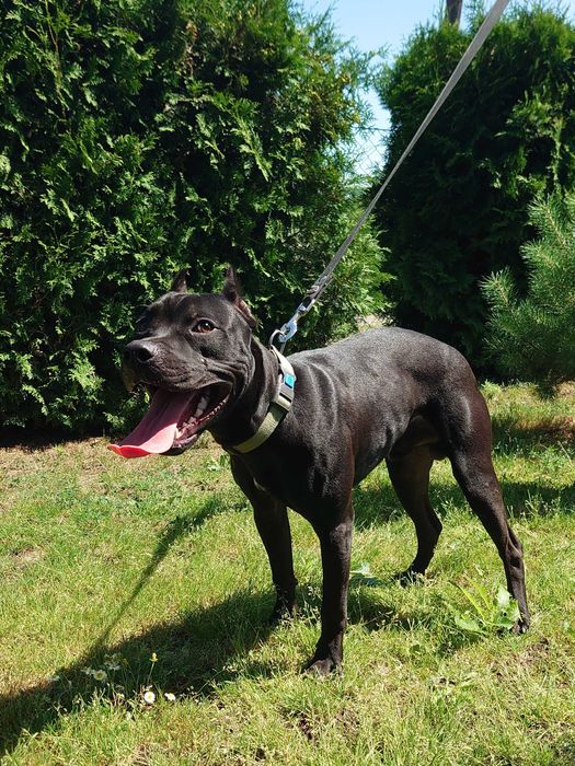 американський пітбуль. Доставка. Pitbull. АПБТ. Суми