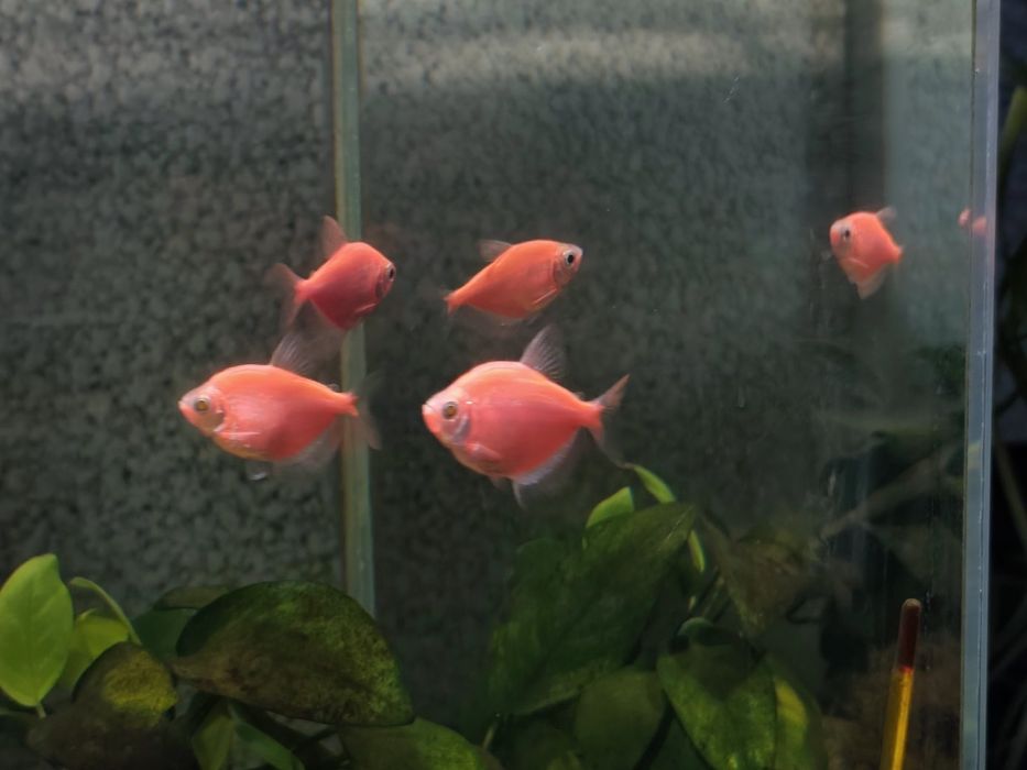Віддам рибок Тернеція GloFish