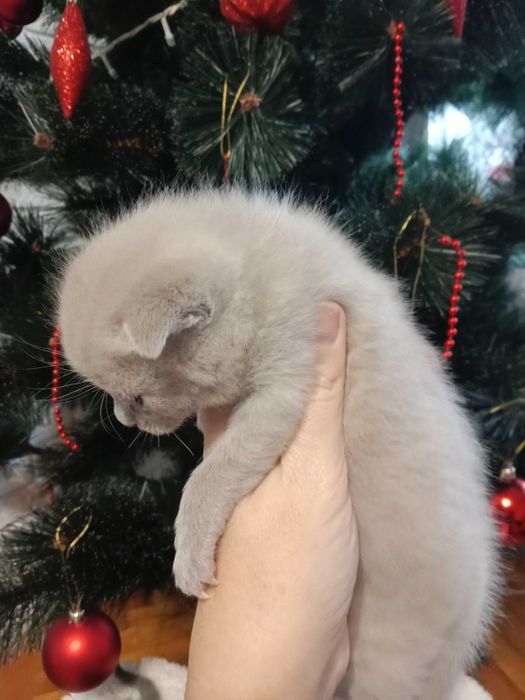 Бронювання шотланських котиків