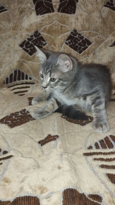 Котики і кішечка шукають нову родину. Кошенята. 2 кота і 1 кішечка.