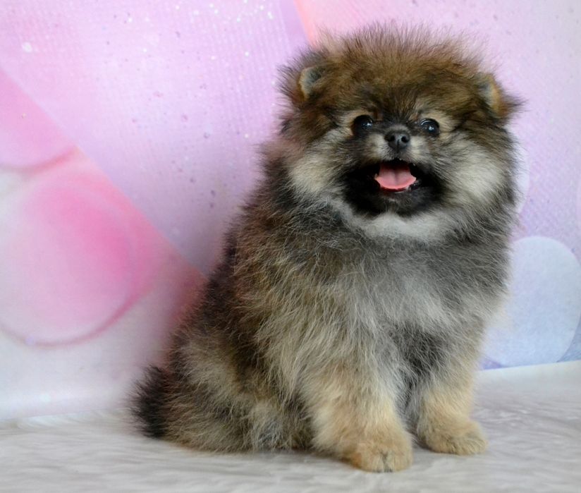 Найкраща помераночка