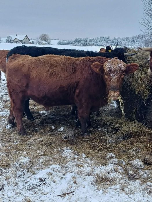 Sprzedam odsadki i byka 100 angus