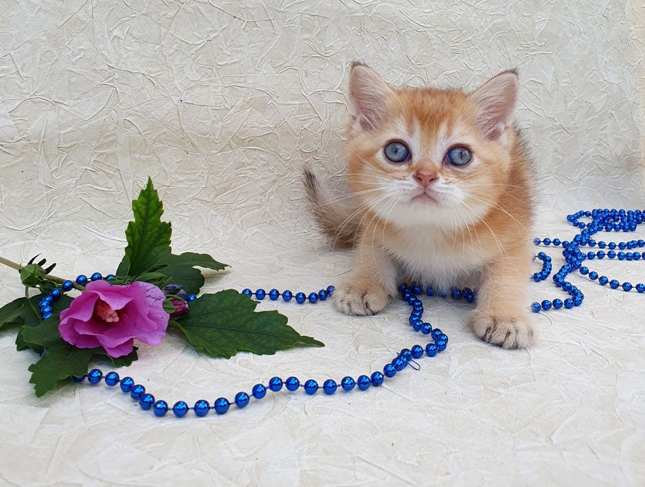 Киев котик британец золотая шиншилла радость в дом, друг ребенку. Коты, кот, кошечка, котенок