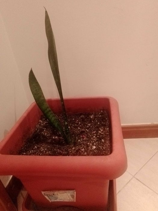 Planta Espada de São Jorge