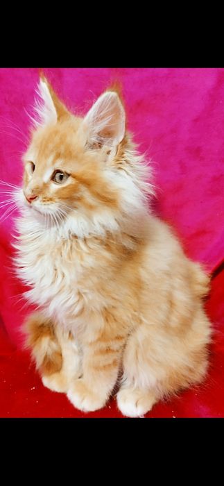 Maine Coon kotka
