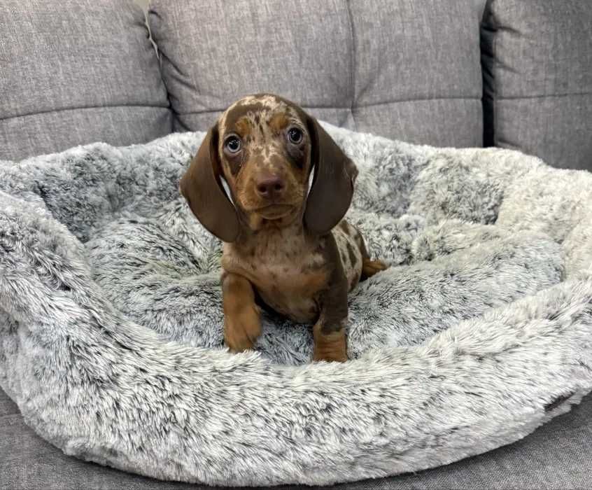 Teckel choco merle