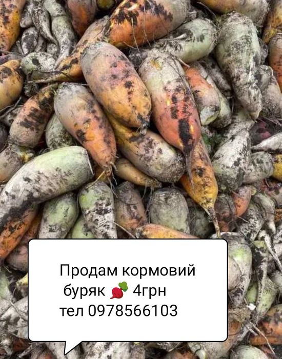 Кормовий буряк 4грн